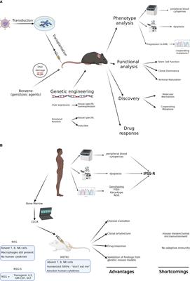 The Coming of Age of Preclinical Models of MDS